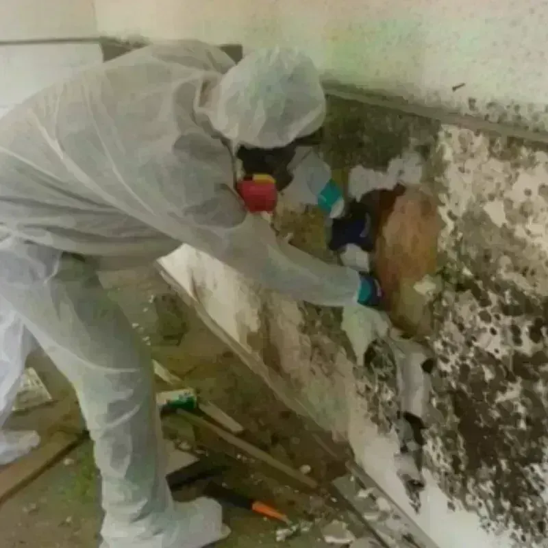 Mold Remediation and Removal in North Liberty, IA